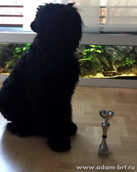 Adam Racy Style RUSLAN - JUNIOR CHAMPION OF SERBIA!!!