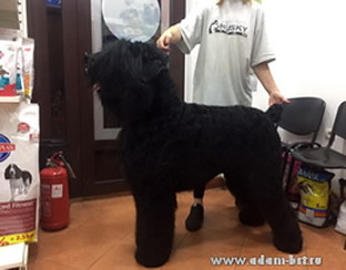 Adam Racy Style RUSLAN - JUNIOR CHAMPION OF SERBIA!!!