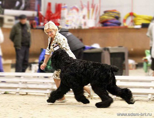 Adam Racy Style RYTSAR SVETA - Best Junior!!!