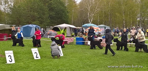 On the Dog Show RED STAR - 2017