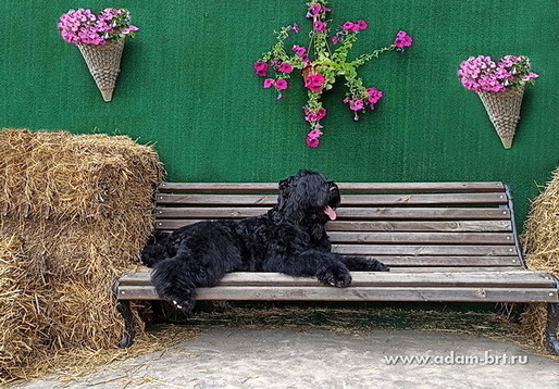 Adam Racy Style  ()  -   !   !