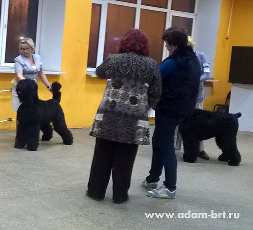 Adam Racy Style ROSSIYA VELIKAYA  THE CANDIDATE IN YOUNG CHAMPIONS OF NATIONAL CLUB OF BREED!!!