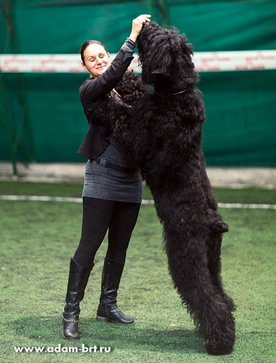 Adam Racy Style RUSLAN - GRAND CHAMPION OF MONTENEGRO!