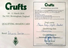 Adam Racy Style RUSLAN - CRUFTS QUALIFICATION!