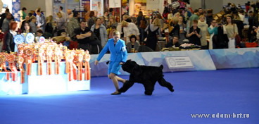 Adam Racy Style HARVARD - BEST PUPPY OF BREED OF RUSSIA DOG SHOW!