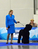 Adam Racy Style HARVARD - BEST PUPPY OF BREED OF RUSSIA DOG SHOW!