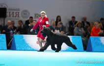 Adam Racy Style RYTSAR SVETA (TSAR) - THE BEST MALE, THE BEST OF BRT BREED, THE BEST DOG IN GROUP! PRIDE OF MATHERLAND OF INTERNATIONAL DOG SHOW THE RUSSIA - RKF PRESIDENT CUP!