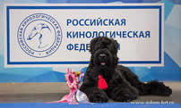 Adam Racy Style CHERNAYA ZHEMCHUZHINA (BLACK PEARL) - THE BEST OF BREED BABY OF THE INTERNATIONAL EXHIBITION - THE RUSSIA! THE BEST BABY BITCH OF RUSSIAN BLACK TERRIER BREED OF THE INTERNATIONAL EXHIBITION - THE RKF PRESIDENT'S CUP!