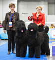 Adam Racy Style RYTSAR SVETA & ROSSIYA VELIKAYA - BEST COUPLE OF RUSSIAN BLACK TERRIER BREED OF INTERNATIONAL DOG SHOW RUSSIA - RKF PRESIDENT'S CUP!