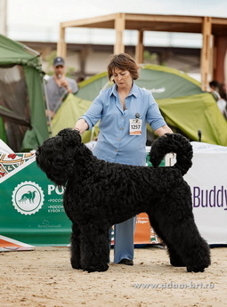 Adam Racy Style NOKAUT -   !    !