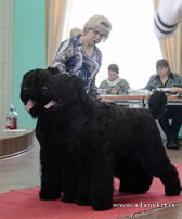 Adam Racy Style RYTSAR SVETA and ROSSIYA VELIKAYA - BEST COUPLE OF SPECIALITY AND NATIONAL DOG SHOWS!