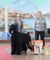 Adam Racy Style RYTSAR SVETA - BEST OF BREED OF SPECIALITY, ALL RUSSIAN AND REGIONAL DOG SHOWS!