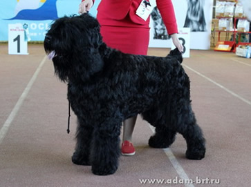 Adam Racy Style IDALGO - CANDIDATE TO INTERCHAMPION!