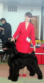 Adam Racy Style STEFANIA - CANDIDATE TO INTERCHAMPION!