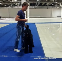 Adam Racy Style SENSATSIA — CANDIDATE TO JUNIOR CHAMPION OF KAZAKHSTAN!