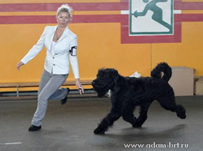 Adam Racy Style SOLARIS - GRAND CHAMPION OF BELARUS!