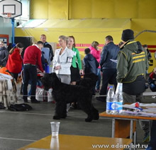 Adam Racy Style SOLARIS - JUNIOR CHAMPION OF LATVIA AND LITHUANIA!