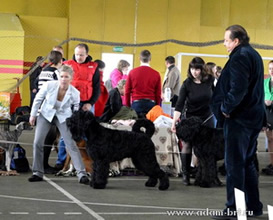 Adam Racy Style SOLARIS - JUNIOR CHAMPION OF LATVIA AND LITHUANIA!