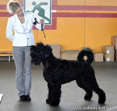 Adam Racy Style SOLARIS - GRAND CHAMPION OF BELARUS!