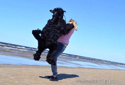 Adam Racy Style SOLARIS - GRAND CHAMPION OF BELARUS!