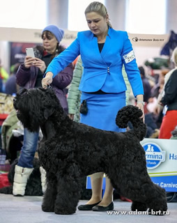 Adam Racy Style ROSSIYA VELIKAYA - CACIB, THE BEST BITCH OF BRT BREED!