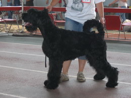 Moskvorechye ANTOSHKA SYN ADAMA