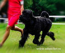 Adam Racy Style SOLARIS - BREED CHAMPION!