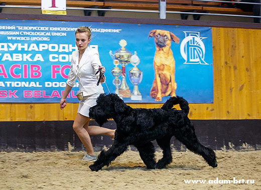 Adam Racy Style SOLARIS - BEST JUNIOR OF BREED!!!