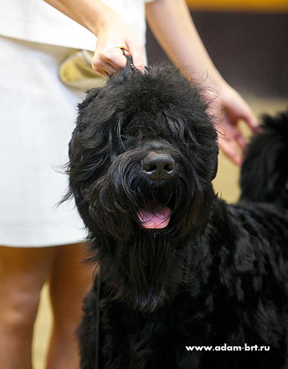 Adam Racy Style SOLARIS - BEST JUNIOR OF BREED!!!