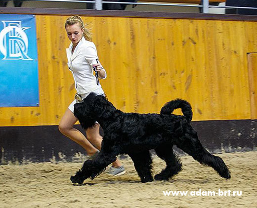 Adam Racy Style SOLARIS - BEST JUNIOR OF BREED!!!