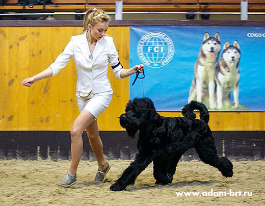 Adam Racy Style SOLARIS - BEST JUNIOR OF BREED!!!