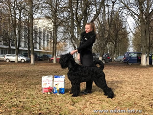 Adam Racy Slyle SOLARIS - BEST OF BREED!