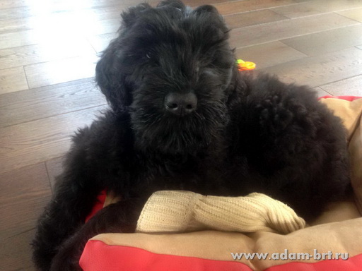 WE CONGRATULATE -LITTER WITH THEIR FIRST BIRTHDAY!