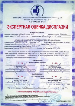 Adam Racy Style RYTSAR SVETA - Hip dysplasia: HD-A/A, Elbow dysplasia: ED-0/0