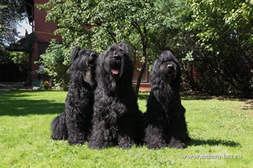 Masters of KENNEL - Adam Racy Style APOLLON, ALEKSANDR and mother BORISLAVA!