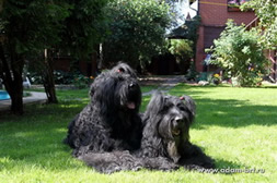 Masters of KENNEL - Adam Racy Style APOLLON and mother BORISLAVA!