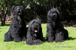 Masters of KENNEL - Adam Racy Style APOLLON, ALEKSANDR and mother BORISLAVA!