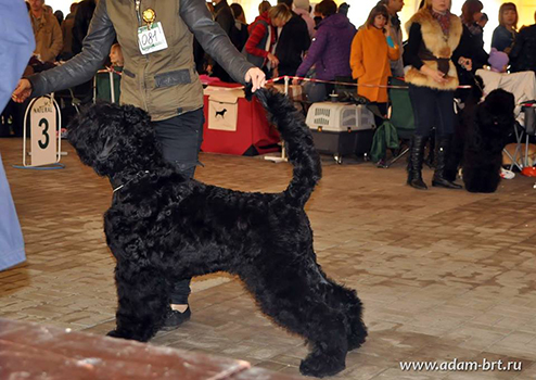 Adam Racy Style ULTRAVITA - BEST PUPPY OF BREED!!!