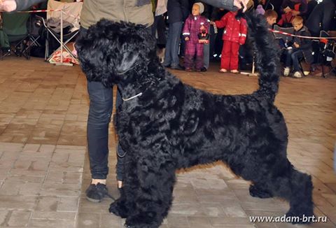 Adam Racy Style ULTRAVITA - BEST PUPPY OF BREED!!!