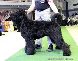 Adam Racy Style URAGAN - JUNIOR CHAMPION OF GERMANY!!!