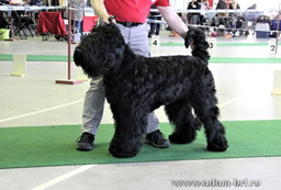 Adam Racy Style URAGAN - JUNIOR CHAMPION OF GERMANY!!!