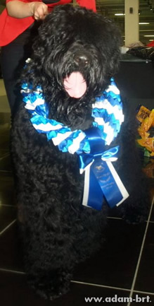 Adam Racy Style ULTRAVITA - BEST OF BREED!