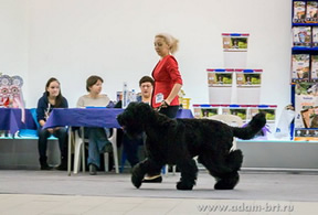 Adam Racy Style ULTRAVITA - BEST OF BREED!