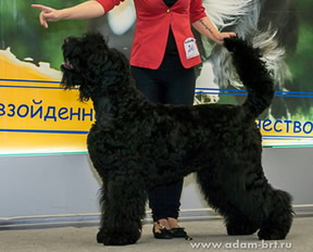 Adam Racy Style ULTRAVITA - BEST OF BREED!