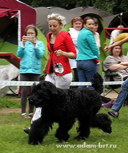 Adam Racy Style ULTRAVITA - Champion of Russia and Champion of RKF!