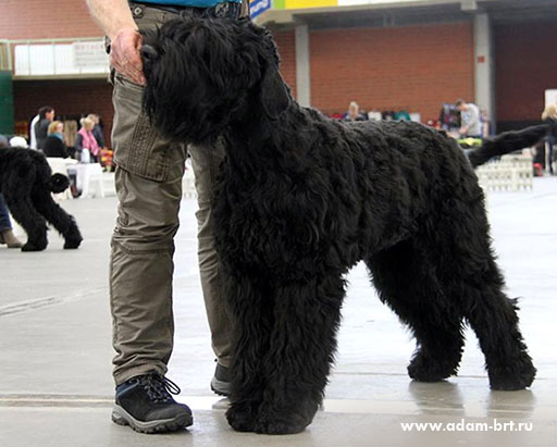 Adam Racy Style URAGAN - BEST PUPPY OF BREED!!!