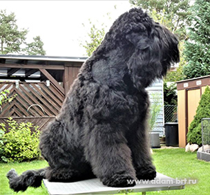 Adam Racy Style URAGAN - THE BEST OF RUSSIAN BLACK TERRIER BREED!