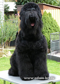 Adam Racy Style URAGAN - THE BEST OF RUSSIAN BLACK TERRIER BREED!