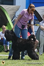 Adam Racy Style UVERTURA - JUNIOR CHAMPION OF NATIONAL BREED CLUB!