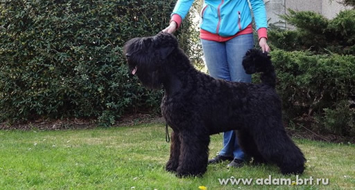 Adam Racy Style UVERTURA